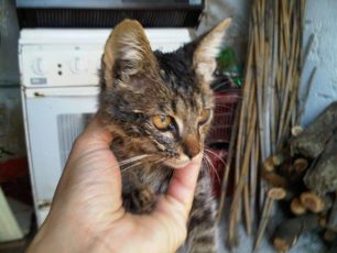 Σταυρός Ημαθίας: Πέταξαν το γατάκι ζωντανό στα σκουπίδια